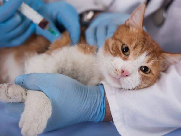 Jakie są objawy chorób u kotów i jak je leczyć?