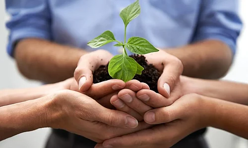 Pielęgnowanie roślin – dlaczego jest ważne dla terenów zewnętrznych firmy?